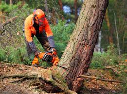 Professional Tree Care in Mapleton, UT