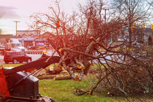 Best Tree Mulching  in Mapleton, UT