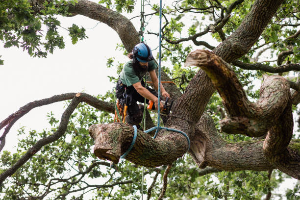  Mapleton, UT Tree Care Pros