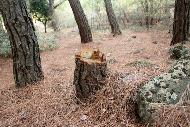 How Our Tree Care Process Works  in  Mapleton, UT