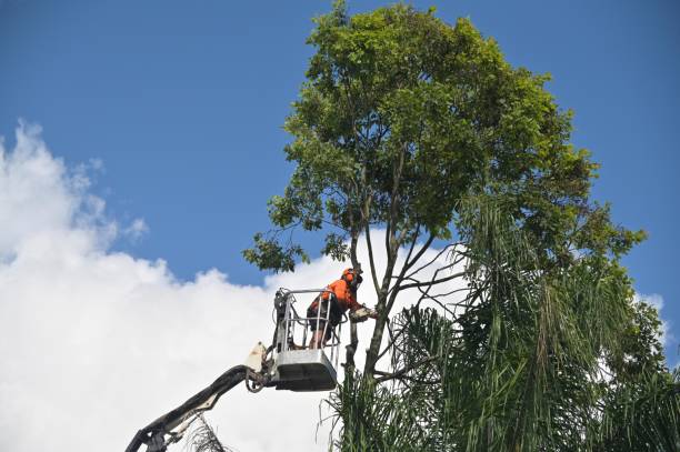 Best Tree Trimming and Pruning  in Mapleton, UT