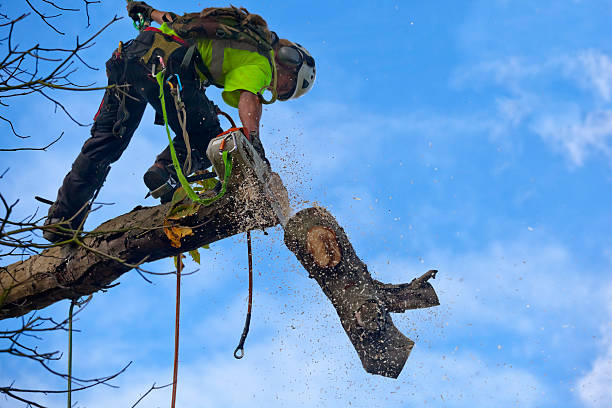 Best Soil Testing and Treatment  in Mapleton, UT